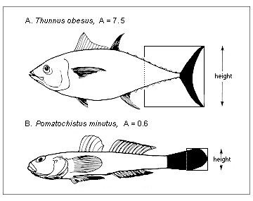 Aspect ratio (A) of the caudal fin