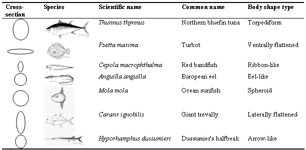 Common Basic Categories of Fish