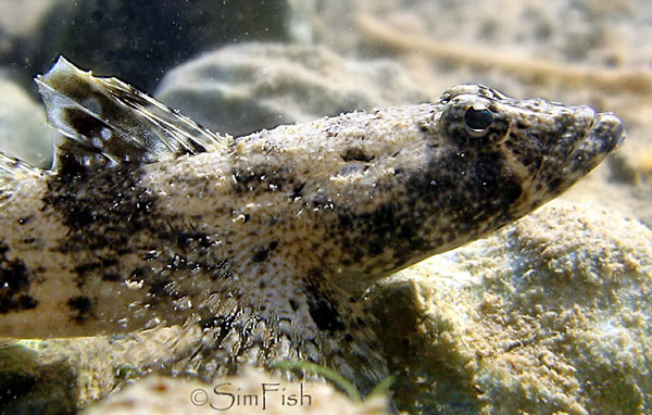 Psammogobius_biocellatus_2.jpg