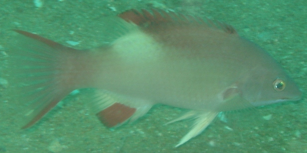 bobhogfish.JPG