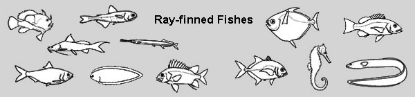 ray-finned fishes