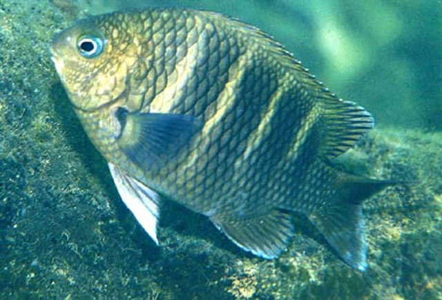 Abudefduf concolor