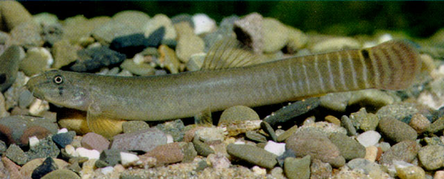 Aborichthys elongatus