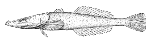 Abyssocottus korotneffi