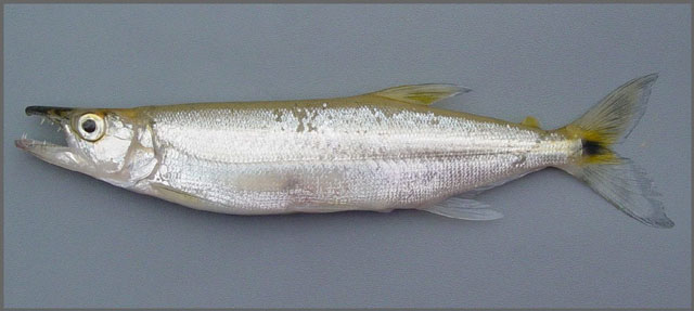 Acestrorhynchus britskii