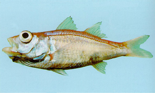 Acropoma japonicum