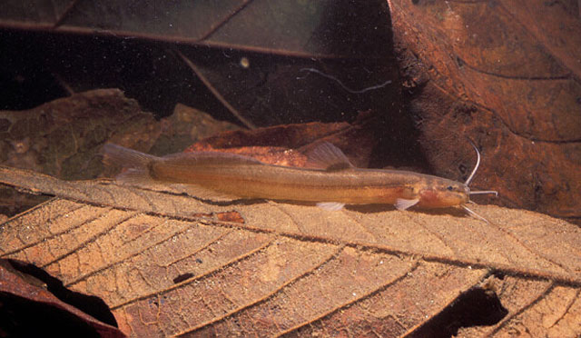 Acentronichthys leptos