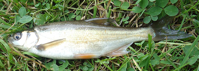 Acanthobrama microlepis