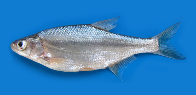 Acanthobrama microlepis