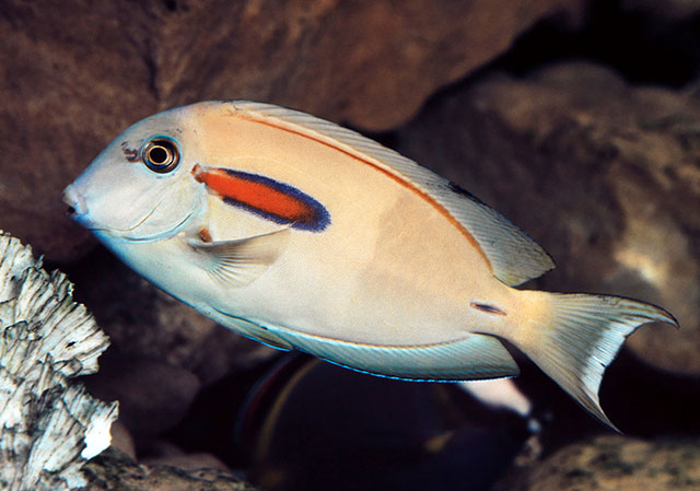 Acanthurus olivaceus