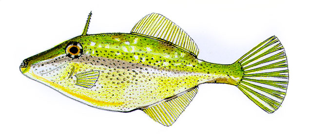 Acspi_f0.jpg