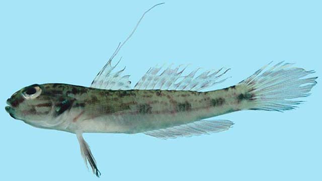 Acentrogobius suluensis