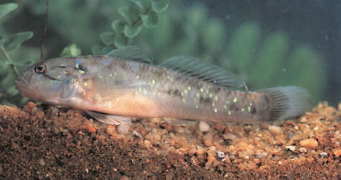 Acentrogobius viridipunctatus