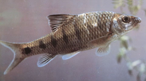 Acrossocheilus wenchowensis