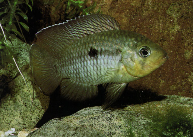 Rondonacara hoehnei