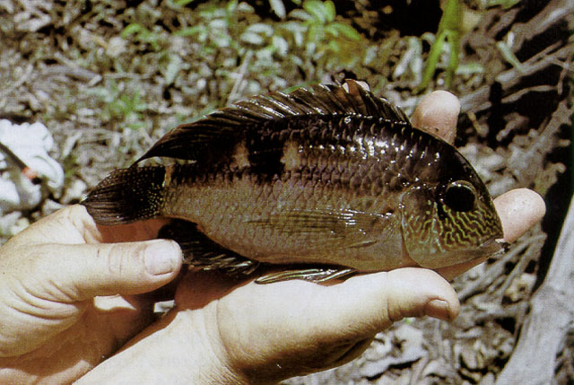 Aequidens pallidus