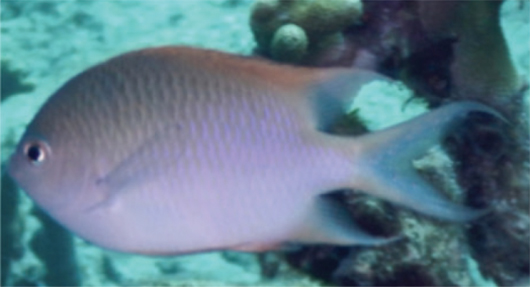 Altrichthys alelia