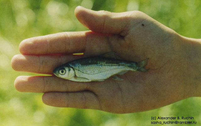 Alburnoides bipunctatus