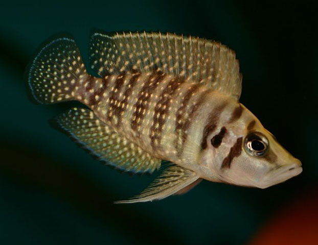 Altolamprologus calvus