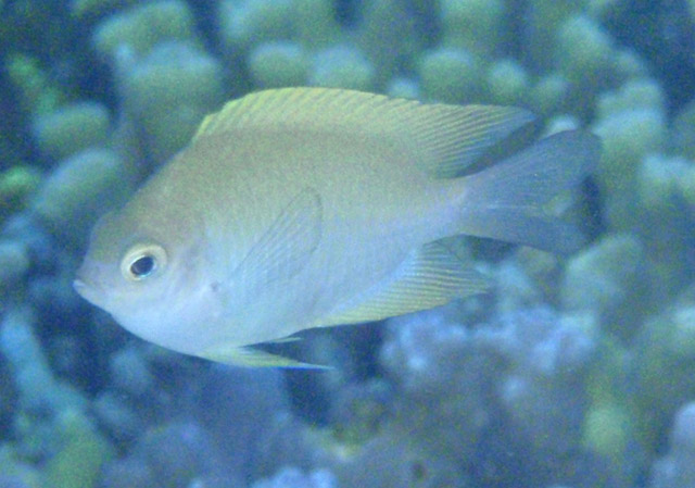 Altrichthys curatus