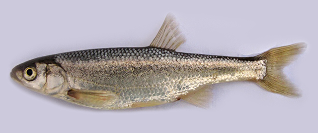 Alburnus filippii