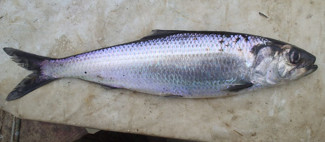 Alosa kessleri