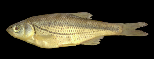 Alburnoides maculatus