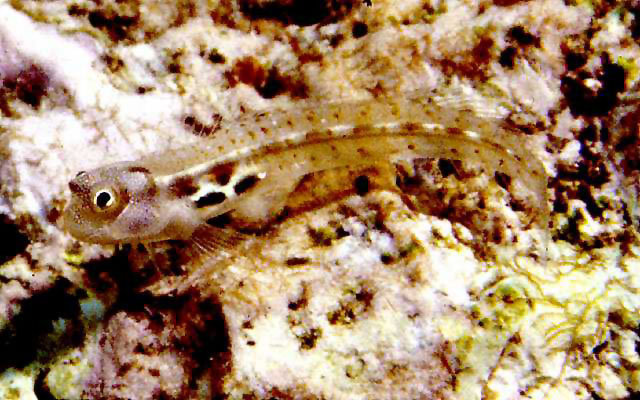 Alloblennius pictus