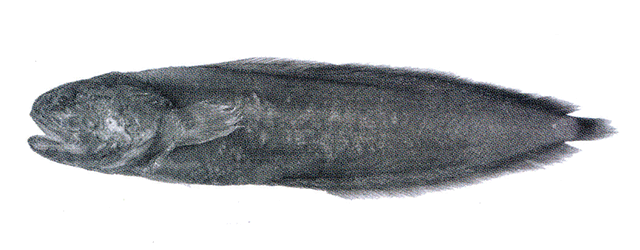 Alionematichthys piger