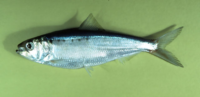 Alosa sapidissima