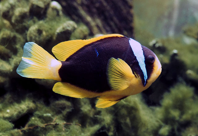 Amphiprion allardi