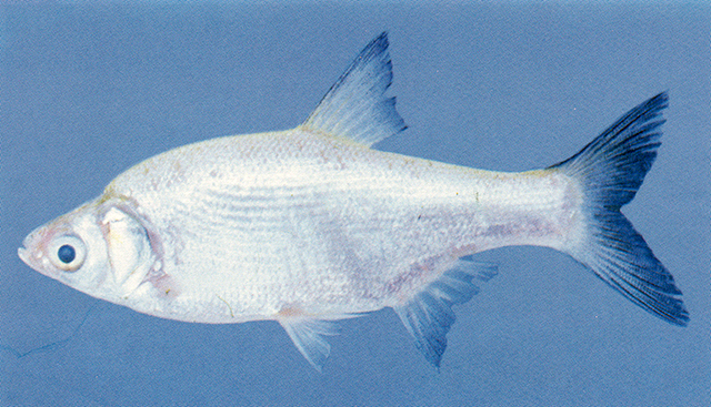 Amblypharyngodon atkinsonii