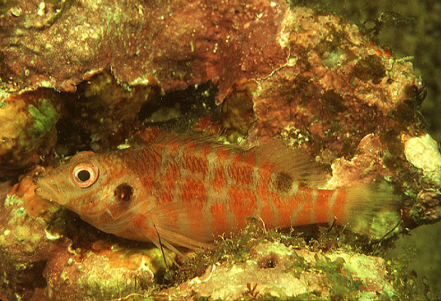 Amblycirrhitus bimacula