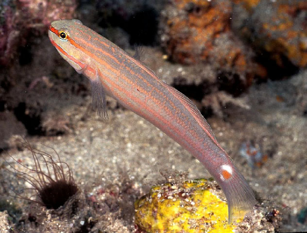 Amblygobius decussatus