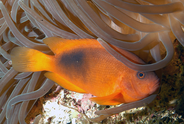 Amphiprion ephippium