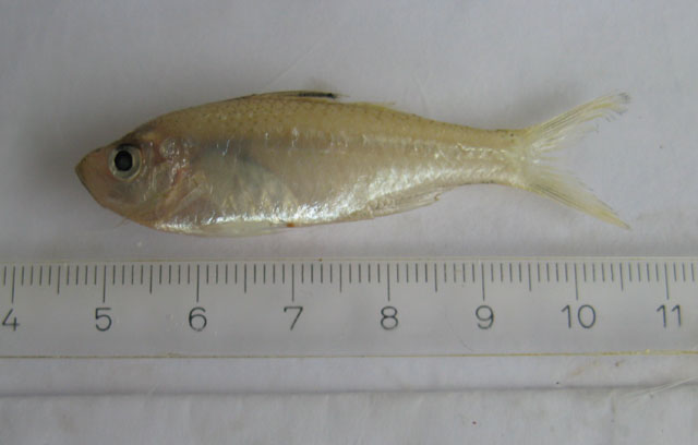 Ambassis gymnocephalus