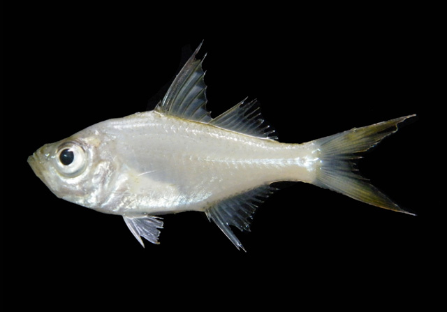 Ambassis gymnocephalus