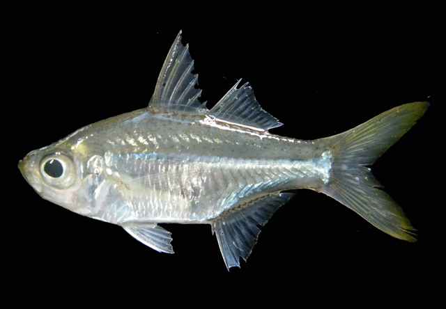 Ambassis gymnocephalus