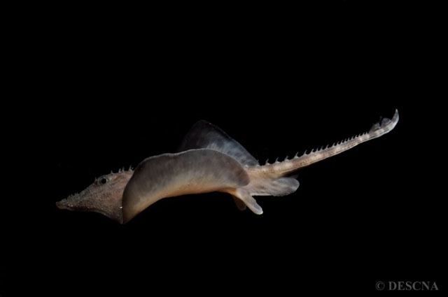 Amblyraja hyperborea