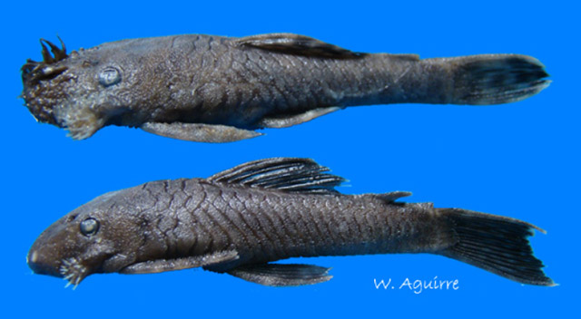 Ancistrus clementinae