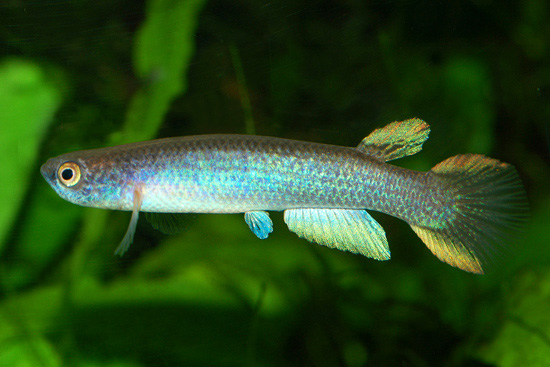 Anablepsoides deltaphilus