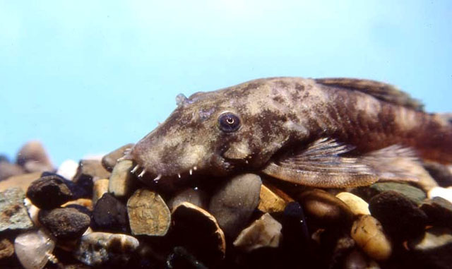 Ancistrus triradiatus