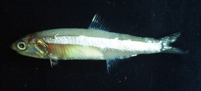 Anchoa januaria