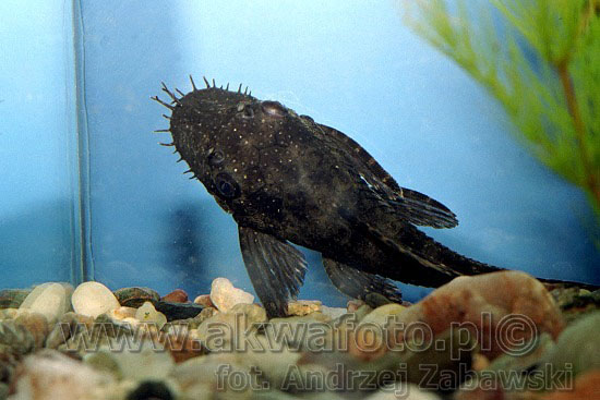 Ancistrus leucostictus