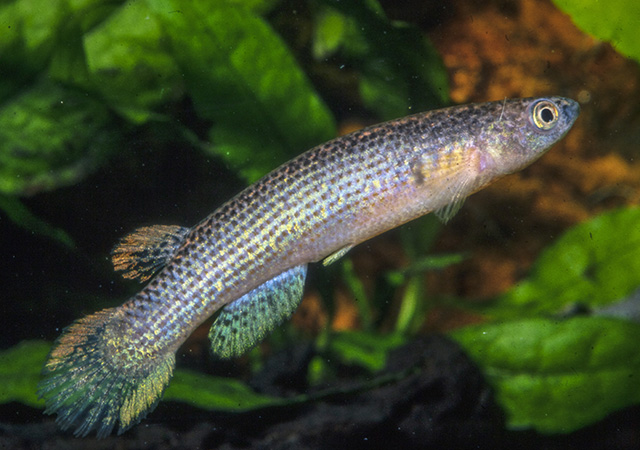 Anablepsoides lungi