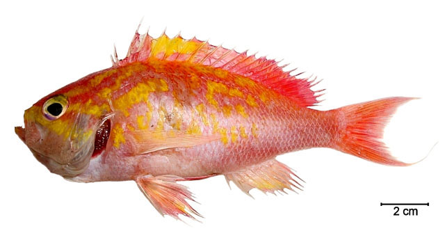 Anthias menezesi