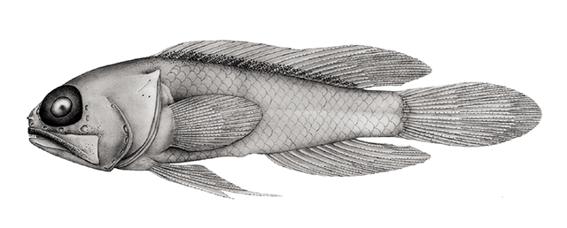 Anoptoplacus pygmaeus