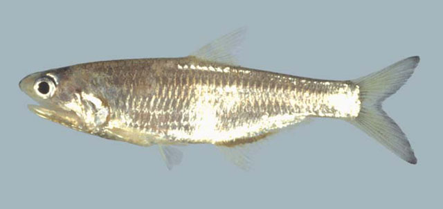 Anchovia surinamensis