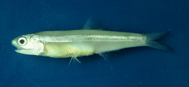 Anchoa tricolor