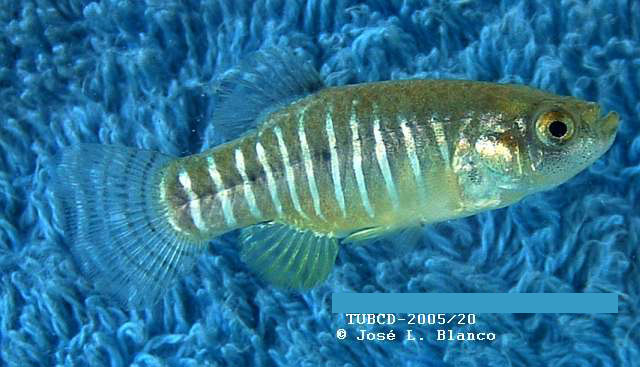 Anatolichthys anatoliae